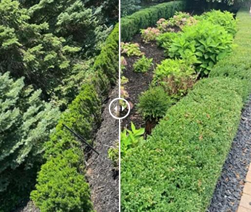 Contender's Tree & Lawn Specialists