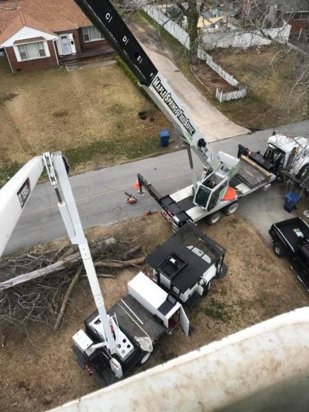 Maple Springs Tree Service