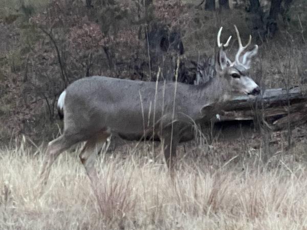 New Mexico Ranch & Hunting Properties