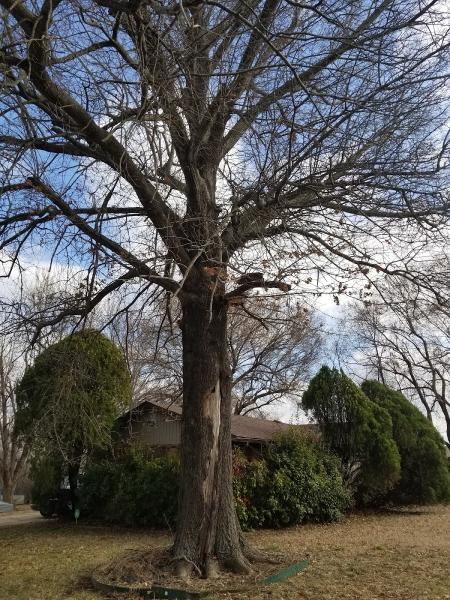 Broken Arrow Tree Services