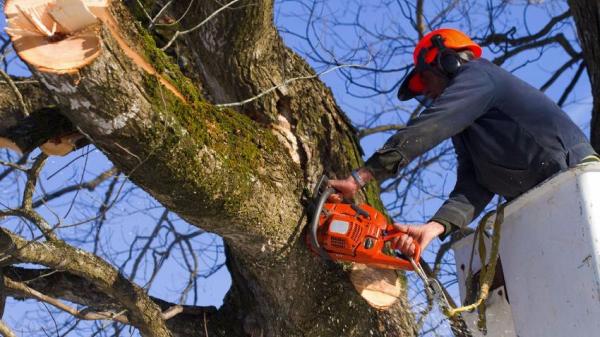 Eastern Oak Tree Service
