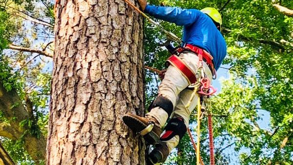 Hugo's Tree Service