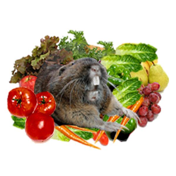 Gophers Limited Inc