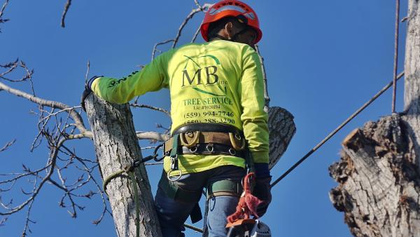 Maldonado Brothers Tree Service