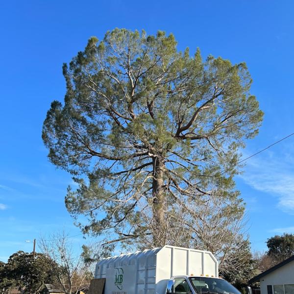 Maldonado Brothers Tree Service