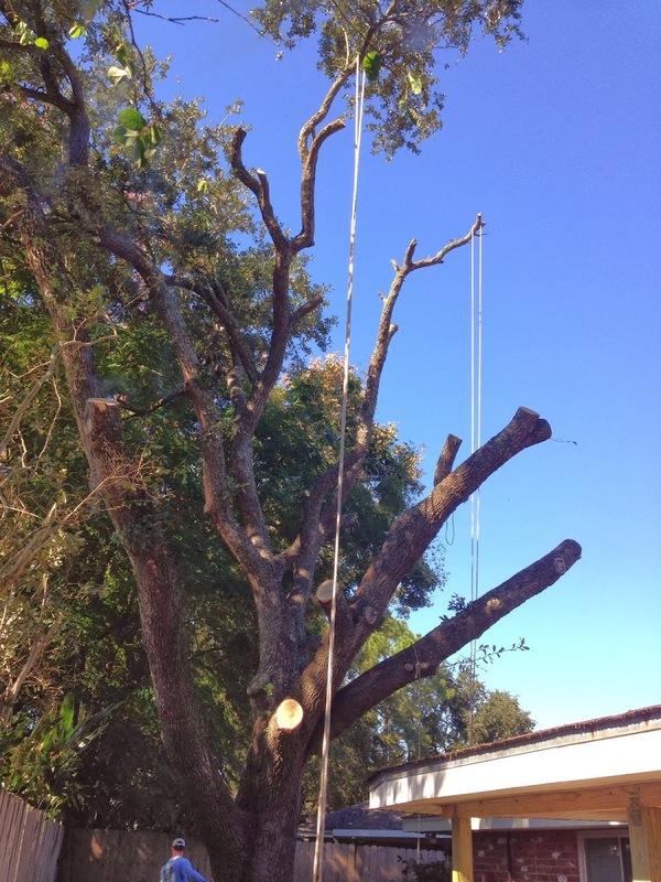 The Tree Sculptor