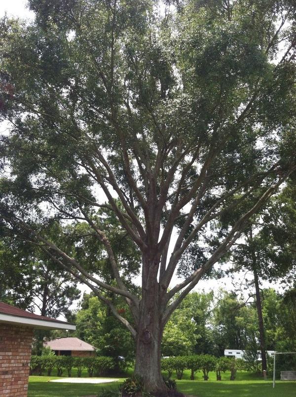 The Tree Sculptor