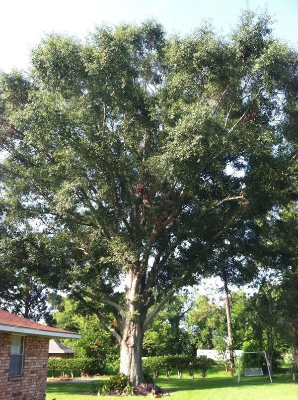 The Tree Sculptor