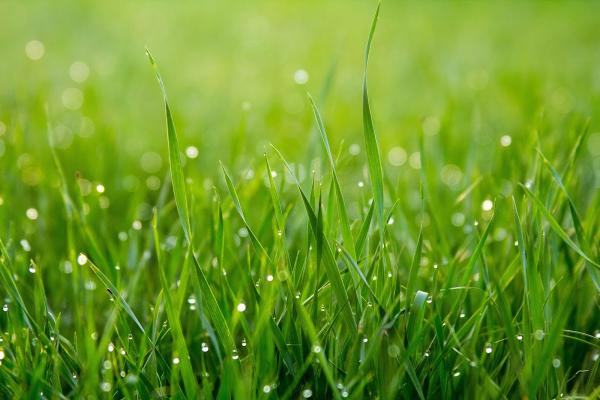 Diamond Cut Lawn Services