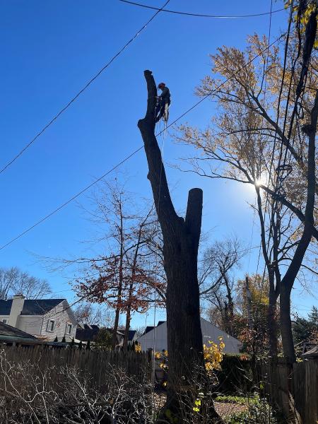 Woodpecker Tree Services