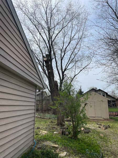 Woodpecker Tree Services