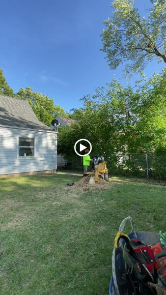 Woodpecker Tree Services