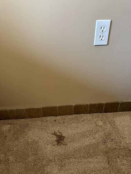 Budget Brothers Termite & Pest Elimination