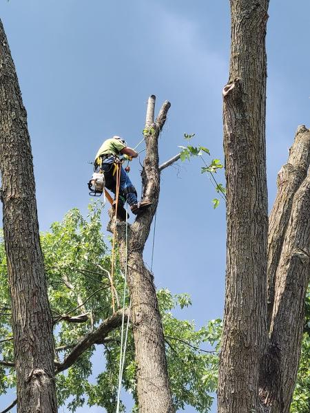 Specialty Family Tree LLC