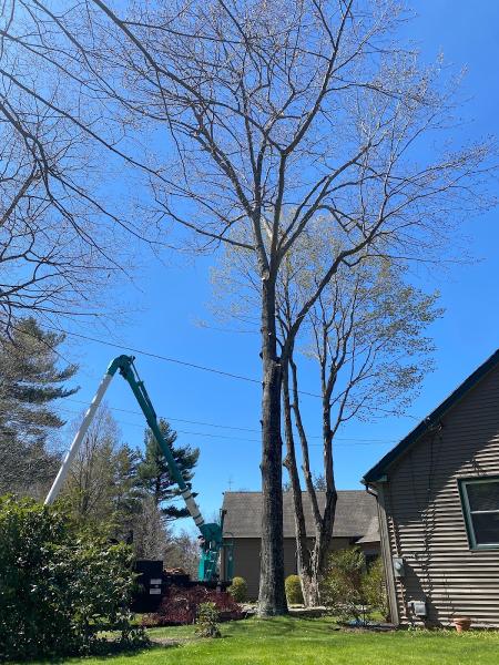 Top Notch Tree Services
