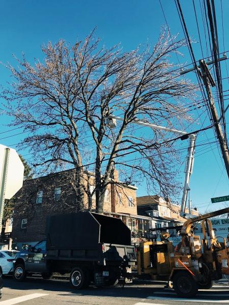 Castro Tree Services Inc