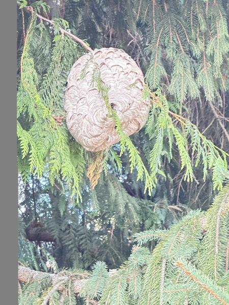 Northwest Bee Removal