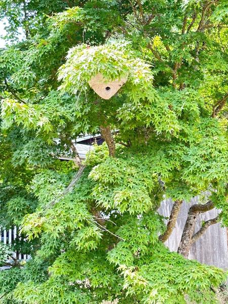 Northwest Bee Removal