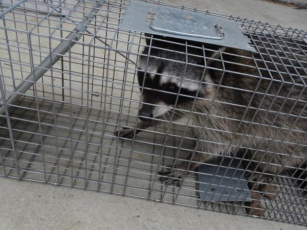San Marcos Wildlife Removal