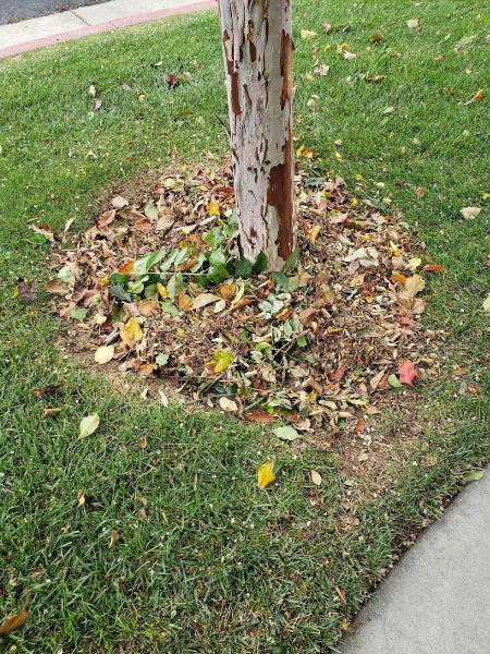 Alpine Landscapes & Tree Services