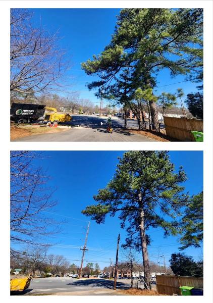 Mencor's Tree Service