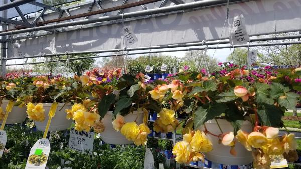 Alexander's True Value Garden Center