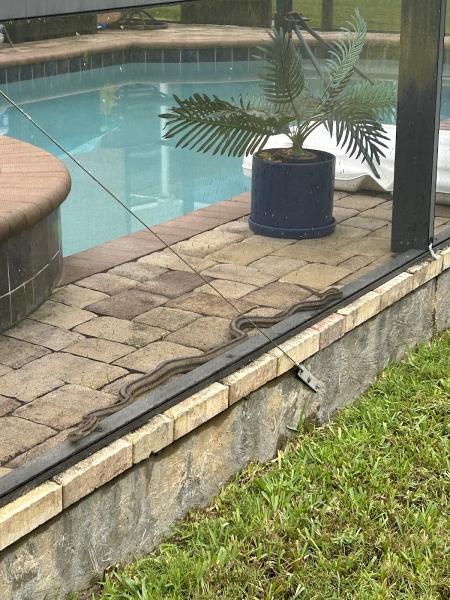 Expert Rodent & Wildlife Removal