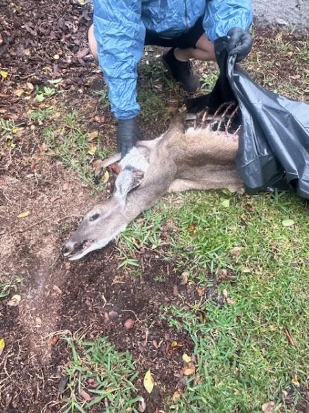 Expert Rodent & Wildlife Removal