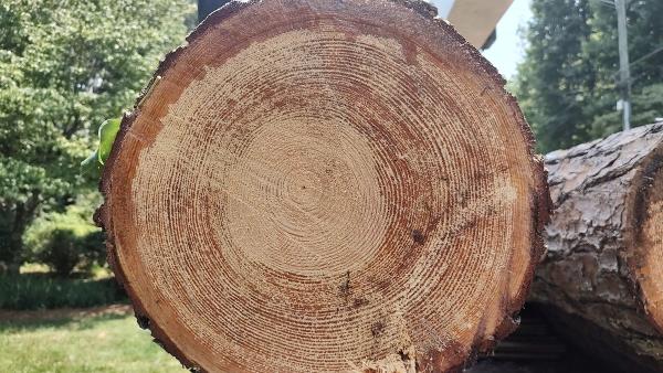Smith's Tree Service