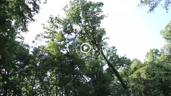 Davis Tree Surgeons