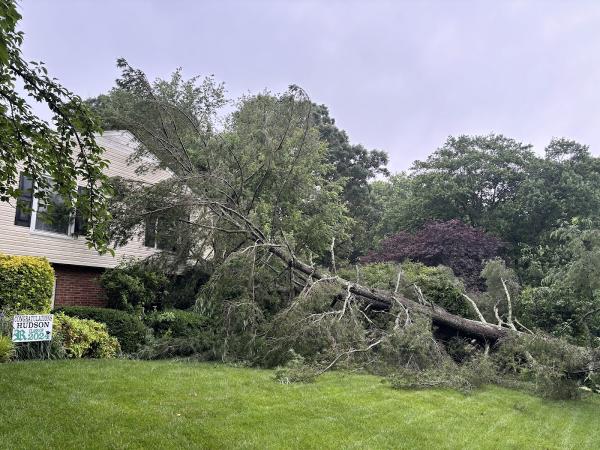 Davis Tree Surgeons