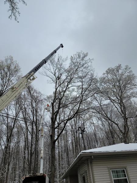 Whisman's Apex Tree LLC