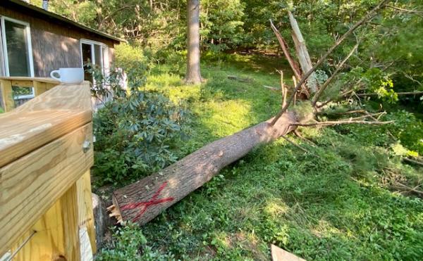 Doug's Tree Service