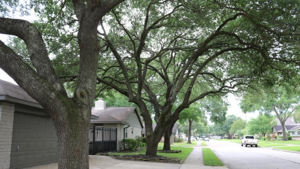 Tree Solutions
