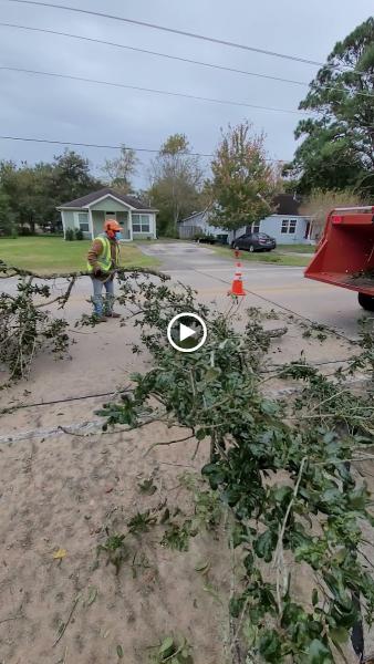 Tree Solutions