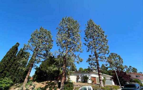 Royal Oak Tree Service Inc