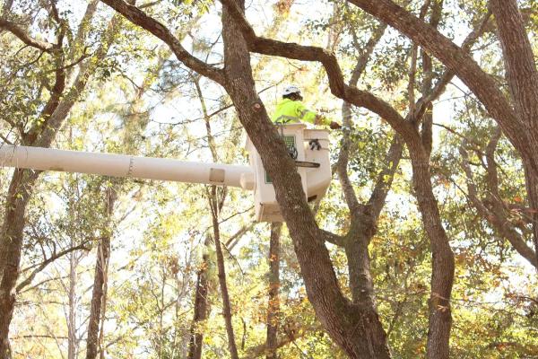 New Leaf Tree Service