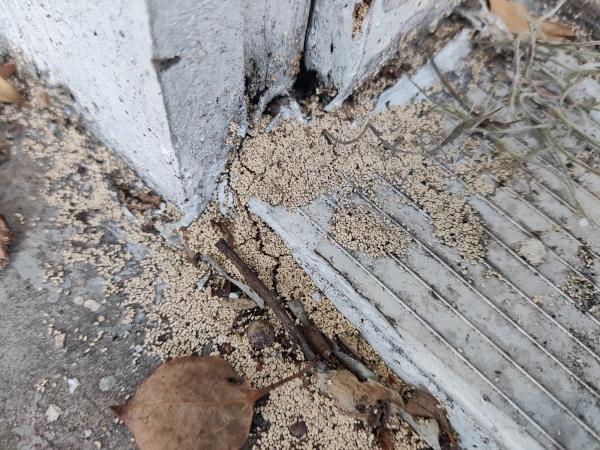 Safeline Home Inspections LLC