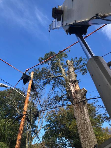 Joe Marra Tree Service