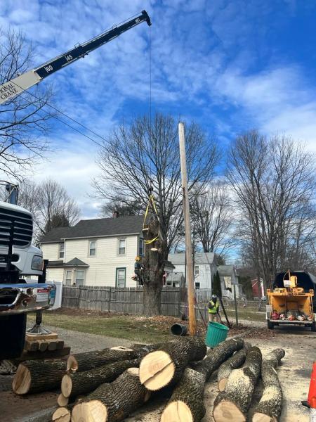 Joe Marra Tree Service