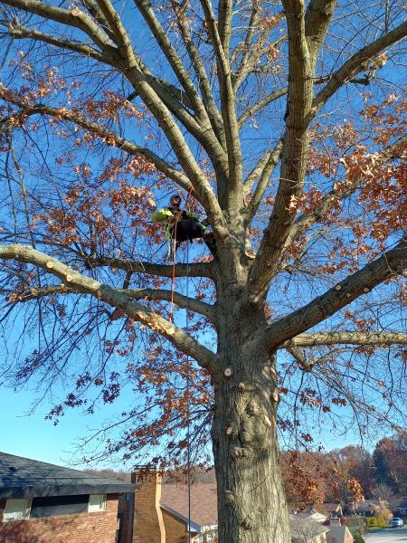 Paul's Tree Service