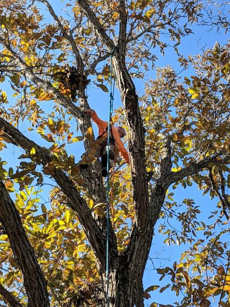Professional Tree Experts