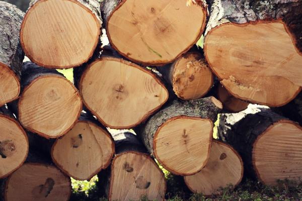 The Tree Guy LLC