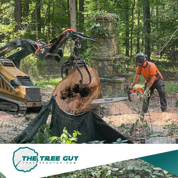 The Tree Guy LLC