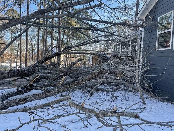 The Tree Guy LLC