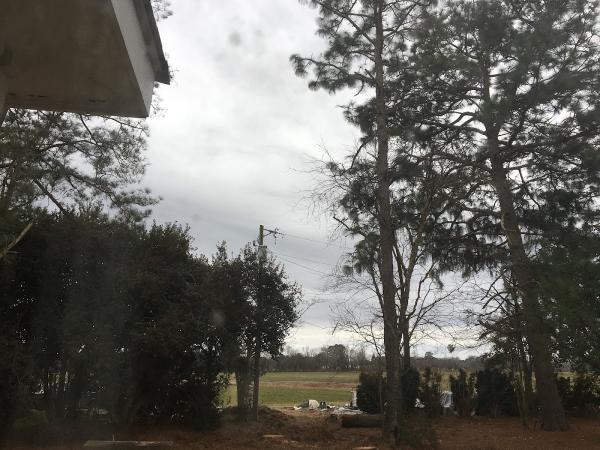 The Tree Guy LLC