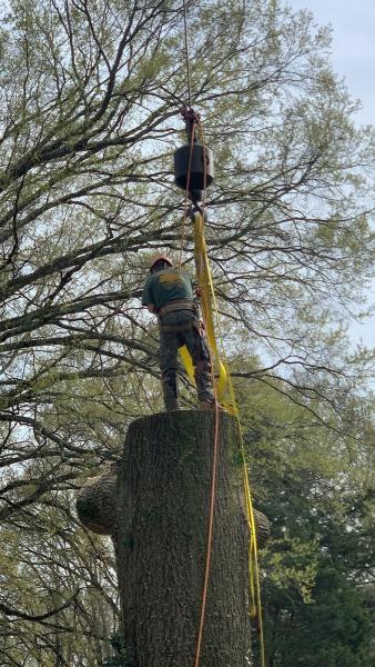 Absolute Tree Experts