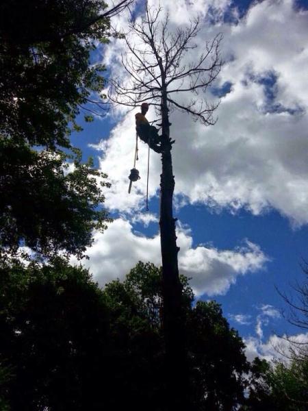 Green Tree Services