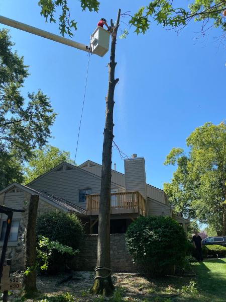 Green Tree Services