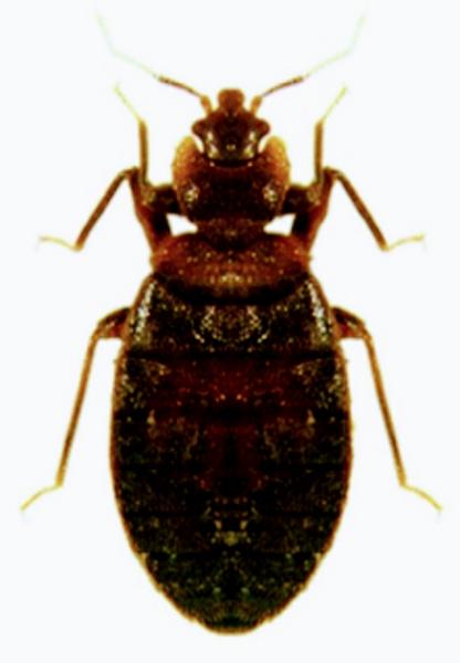 Arch Pest Services